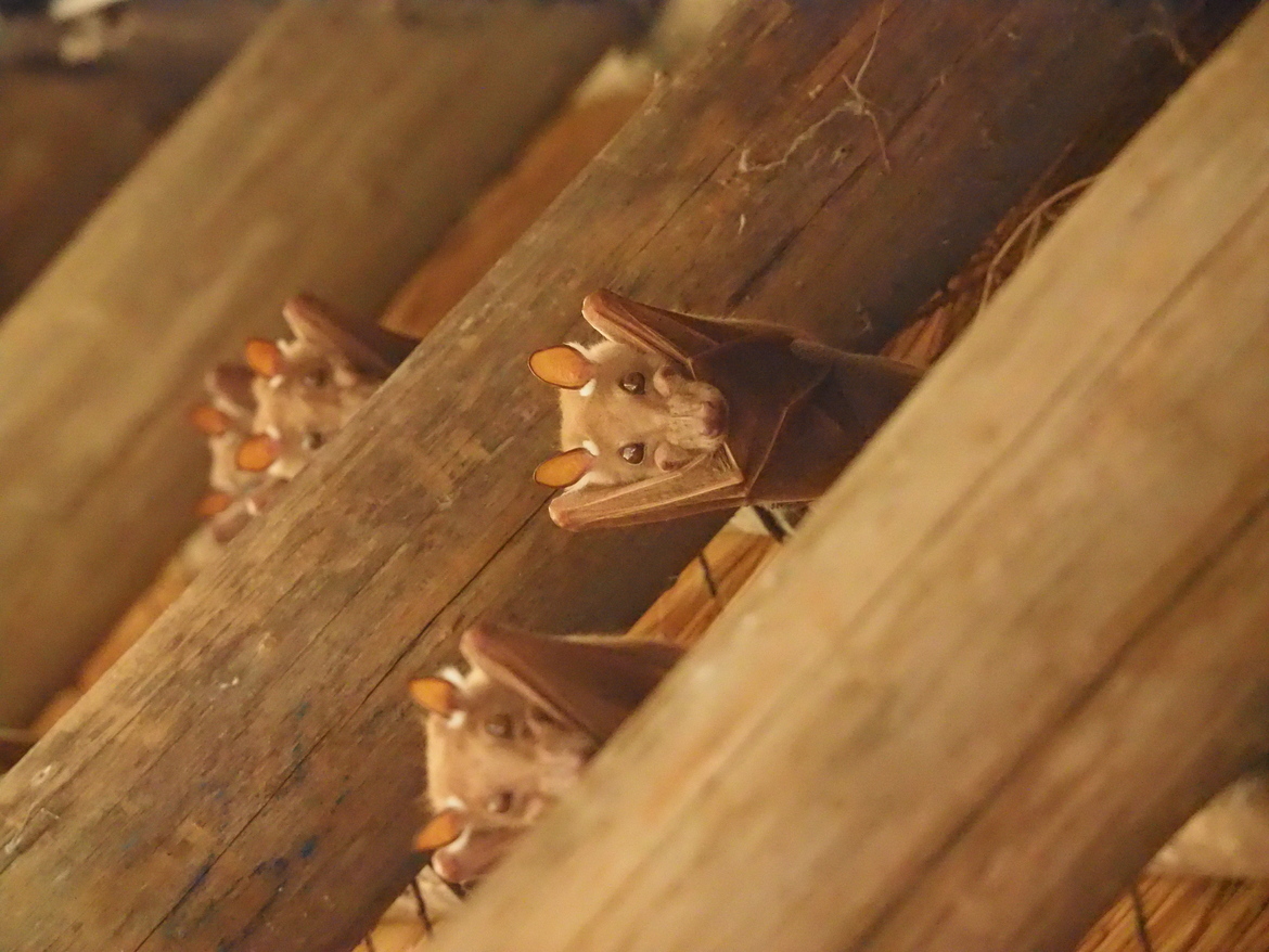 Fruit bats, fruit bat images, fruit bat photos, botswana wildlife, botswana wildlife images, botswana wildlife photos, botswana safari, jao reserve, jao reserve wildlife, jao reserve wildlife images, joa reserve wildlife photos