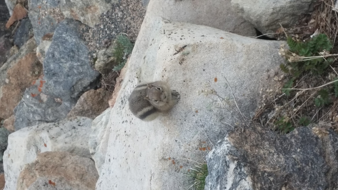 Chipmunk, Rocky mountain national park, Colorado