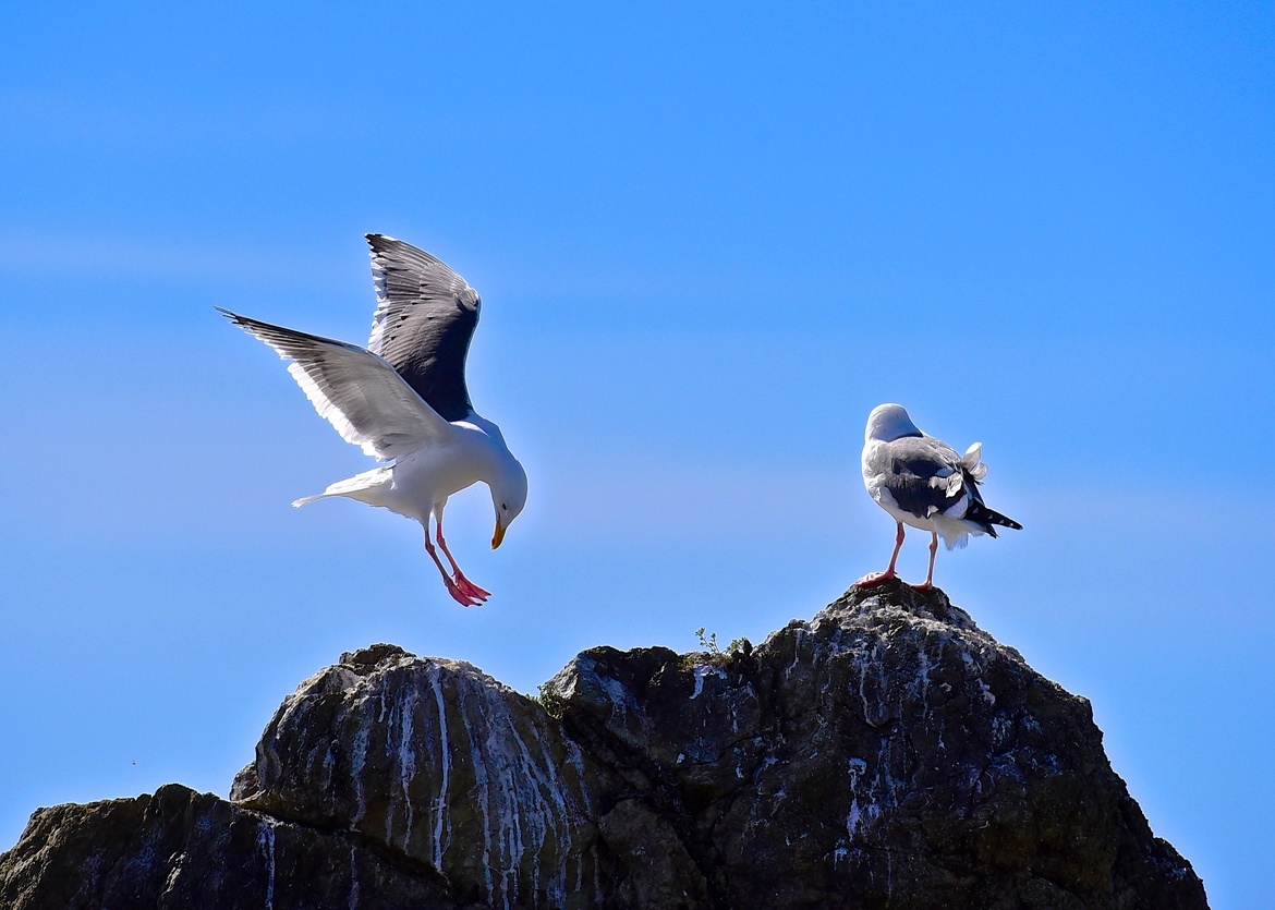 seagull, Estero Bluffs, California, Central Coast, United States