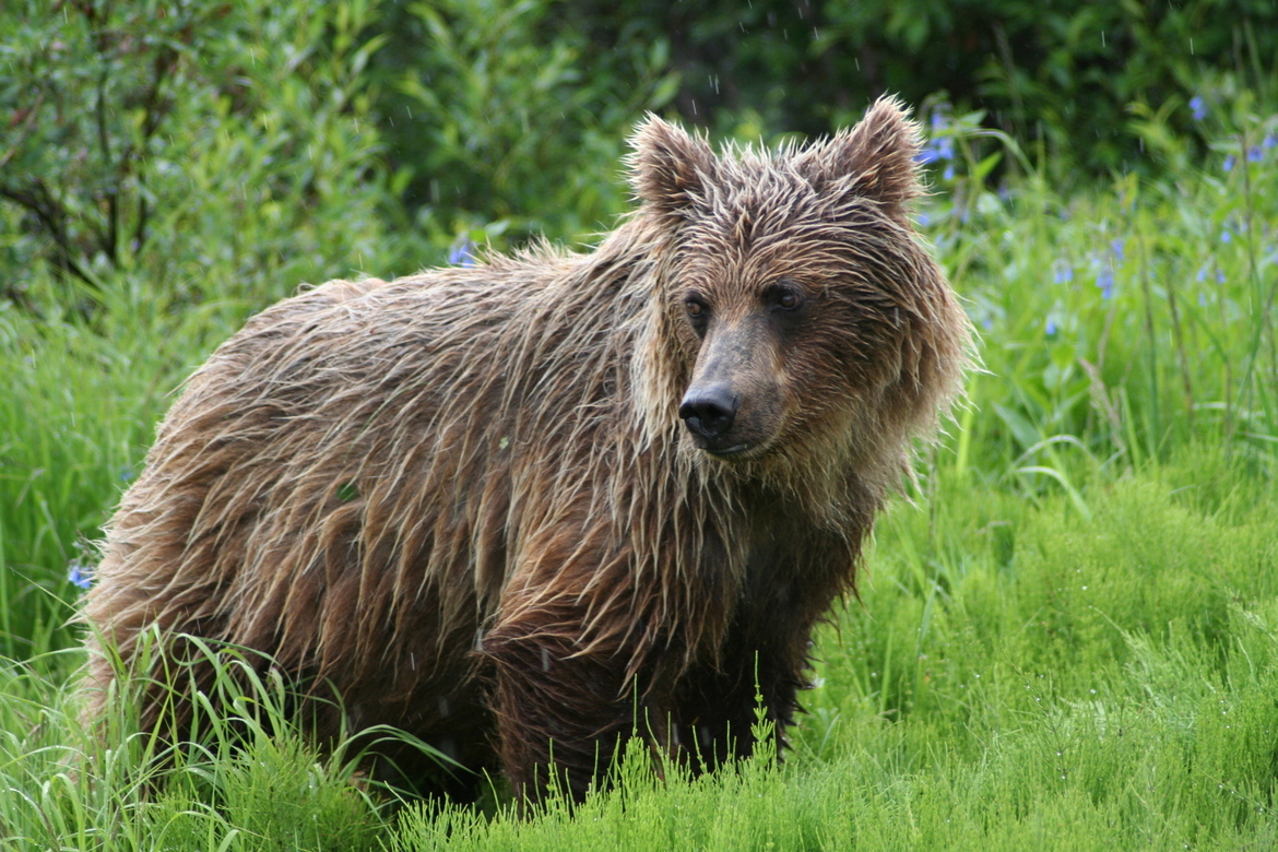Grizzly Bear, Denali National Park, Alaska, USA