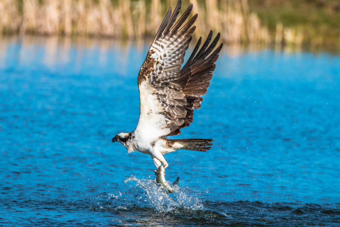 Osprey, Wilson Common Park, Nevada., United States