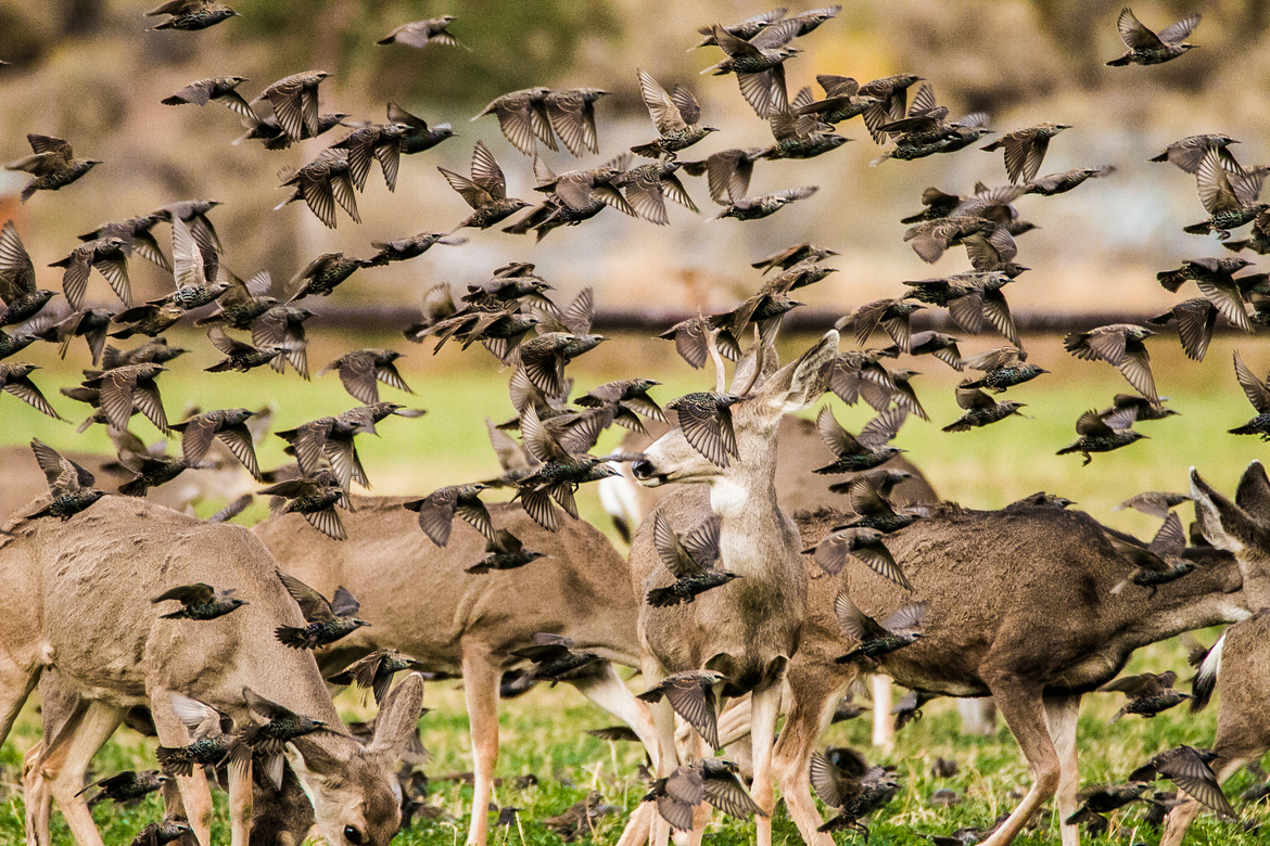 Starlings and deer, Washoe Valley, Nevada, united States