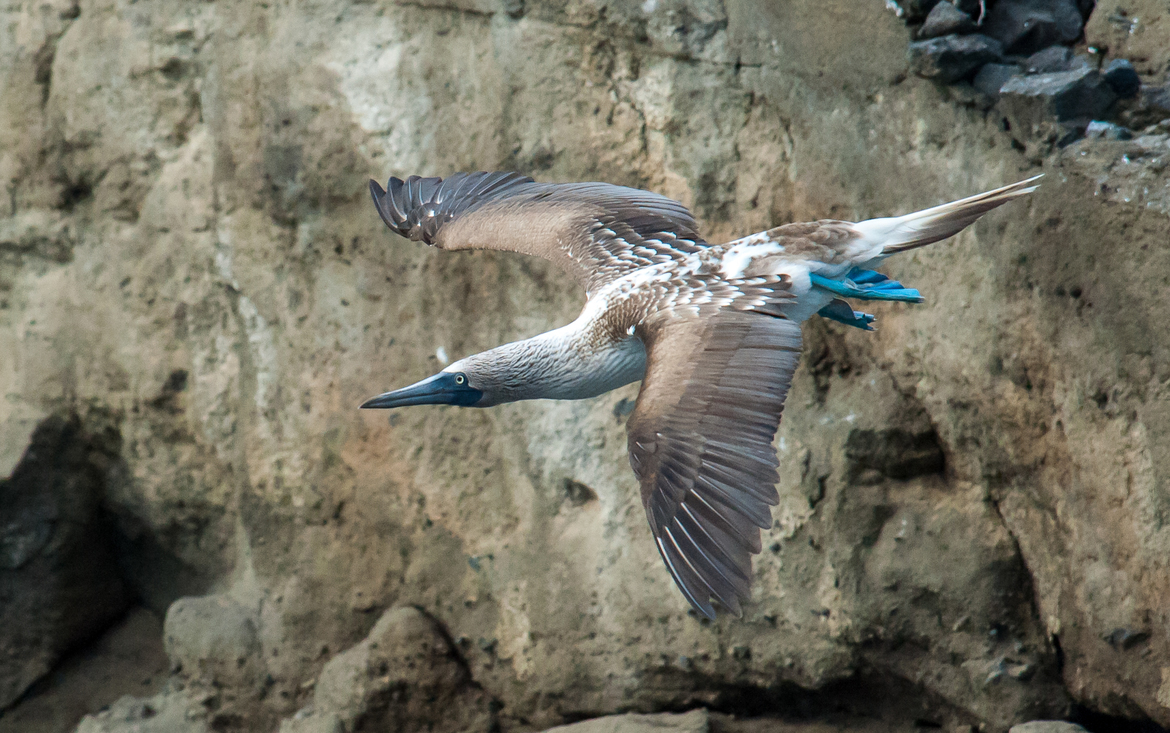 Blue footed booby bird, Galapagos Islands, Ecuador