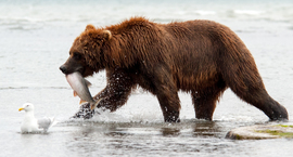 Grid 01x katmai bear with salmon 2  1 of 1 