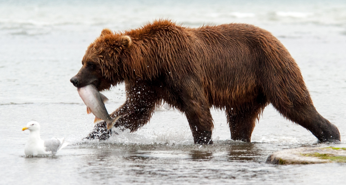 Brownbear, Katmai National Park, Alaska, USA