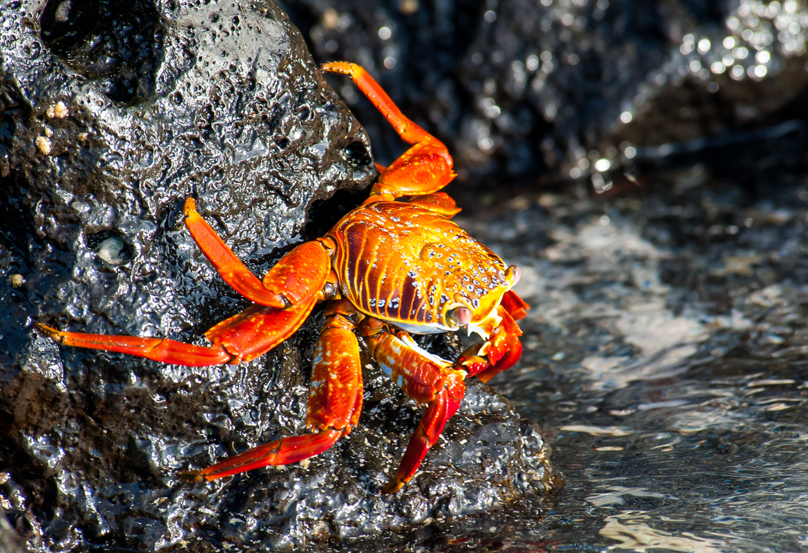 Sally Lightfoot Crab, Galapagos Islands, Ecuador