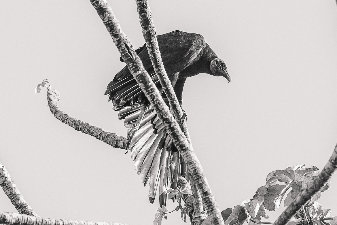 Black Vulture, Pine Ridge (On property of Hidden Valley Inn), Belize