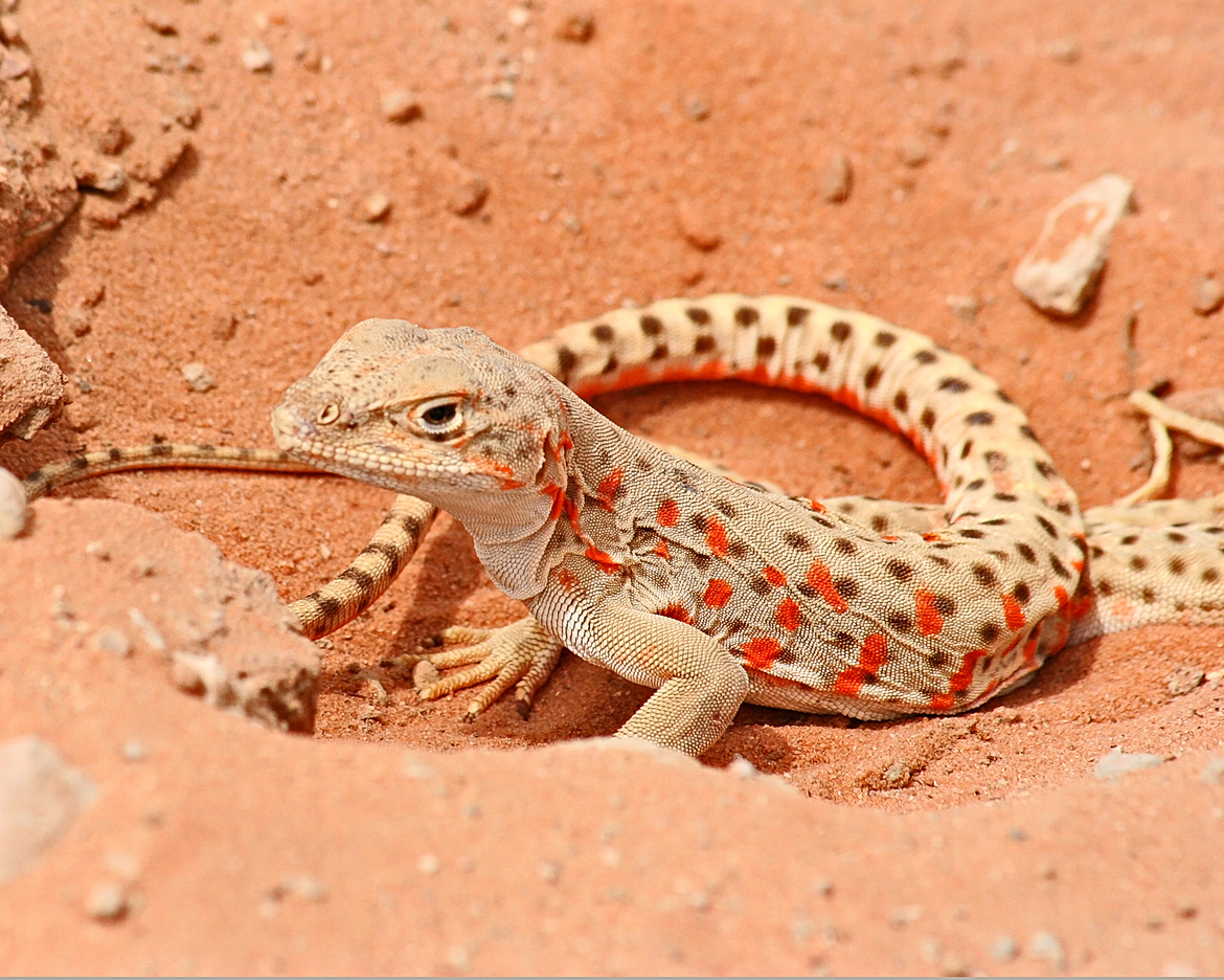 lizard, arches national park, united states