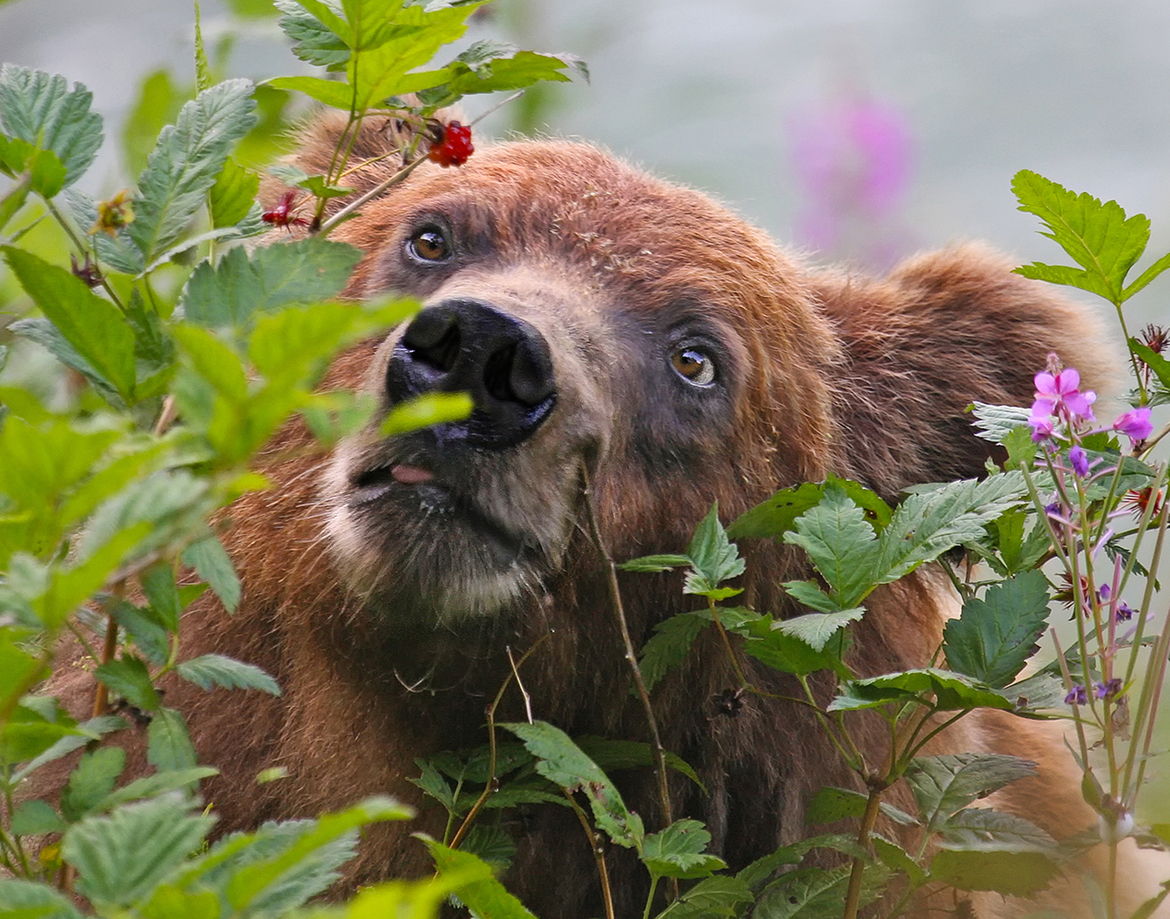 Brown Bear, Haines, Ak, USA