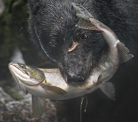 Grid black bear with salmon