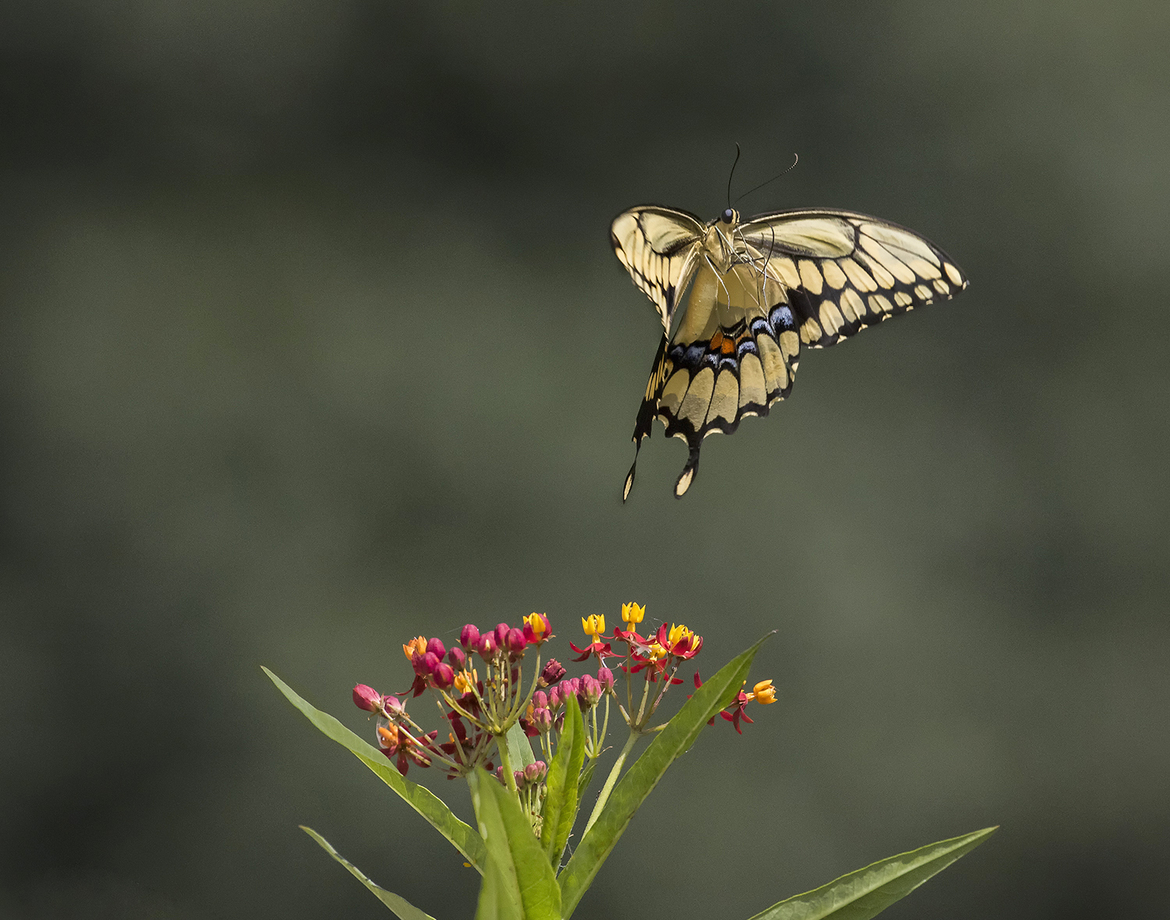 Giant Swallowtail Butterfly, My backyard, USA