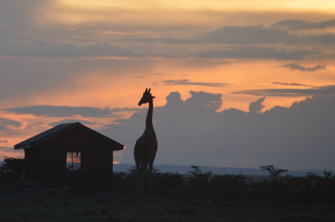 Giraffe, Rift Valley, Kenya
