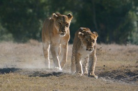 Grid catch up mom  places to go 