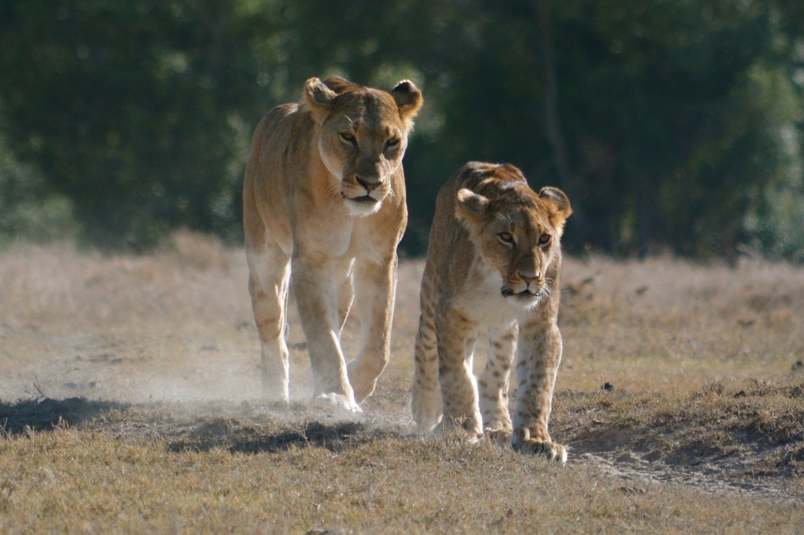 Lion, Masai Mara National Reserve, Kenya