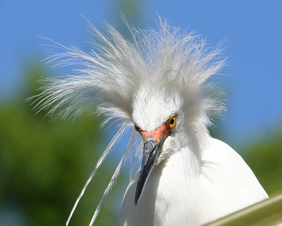 snowy egret, northeastern florida, united states