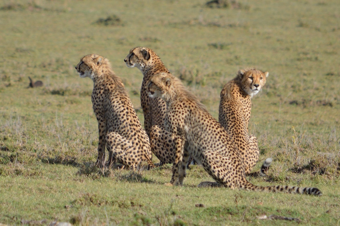 Cheetah, Masai Mara National Reserve, Kenya