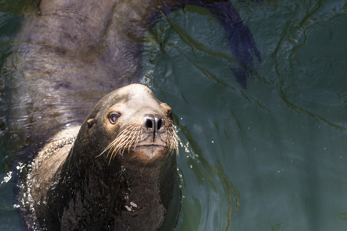 Sea Lion, San Francisco Bay , USA