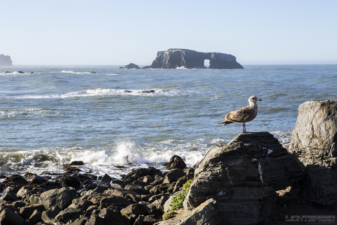 Sea Gull, Goat Rock Beach, USA