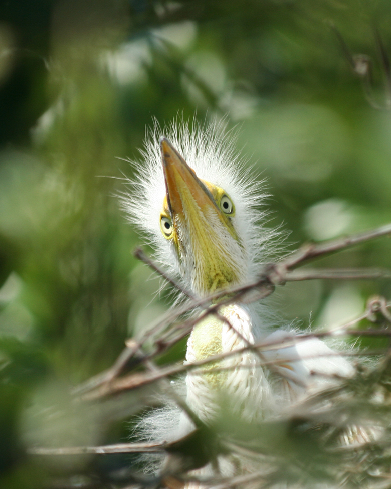 great egret, St. Augustine, florida, united states