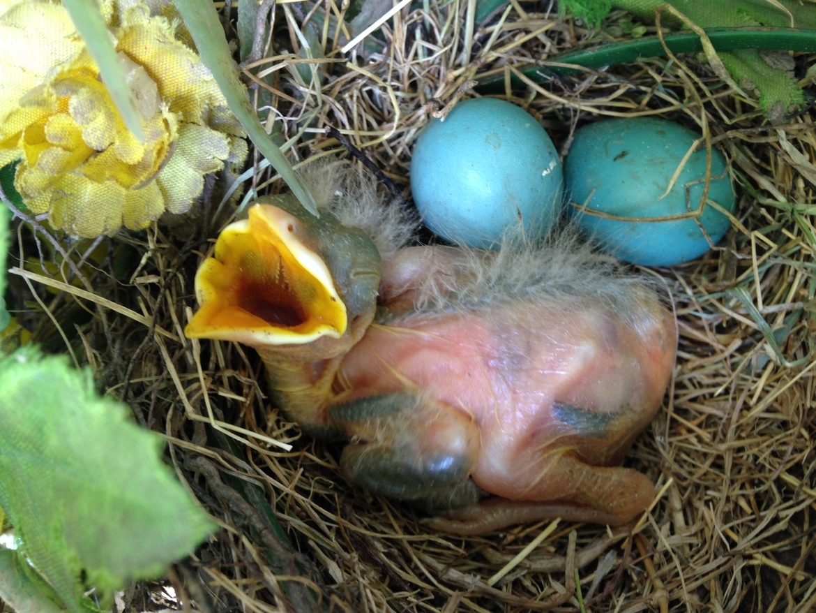 Robin, Raubsville, PA, USA
