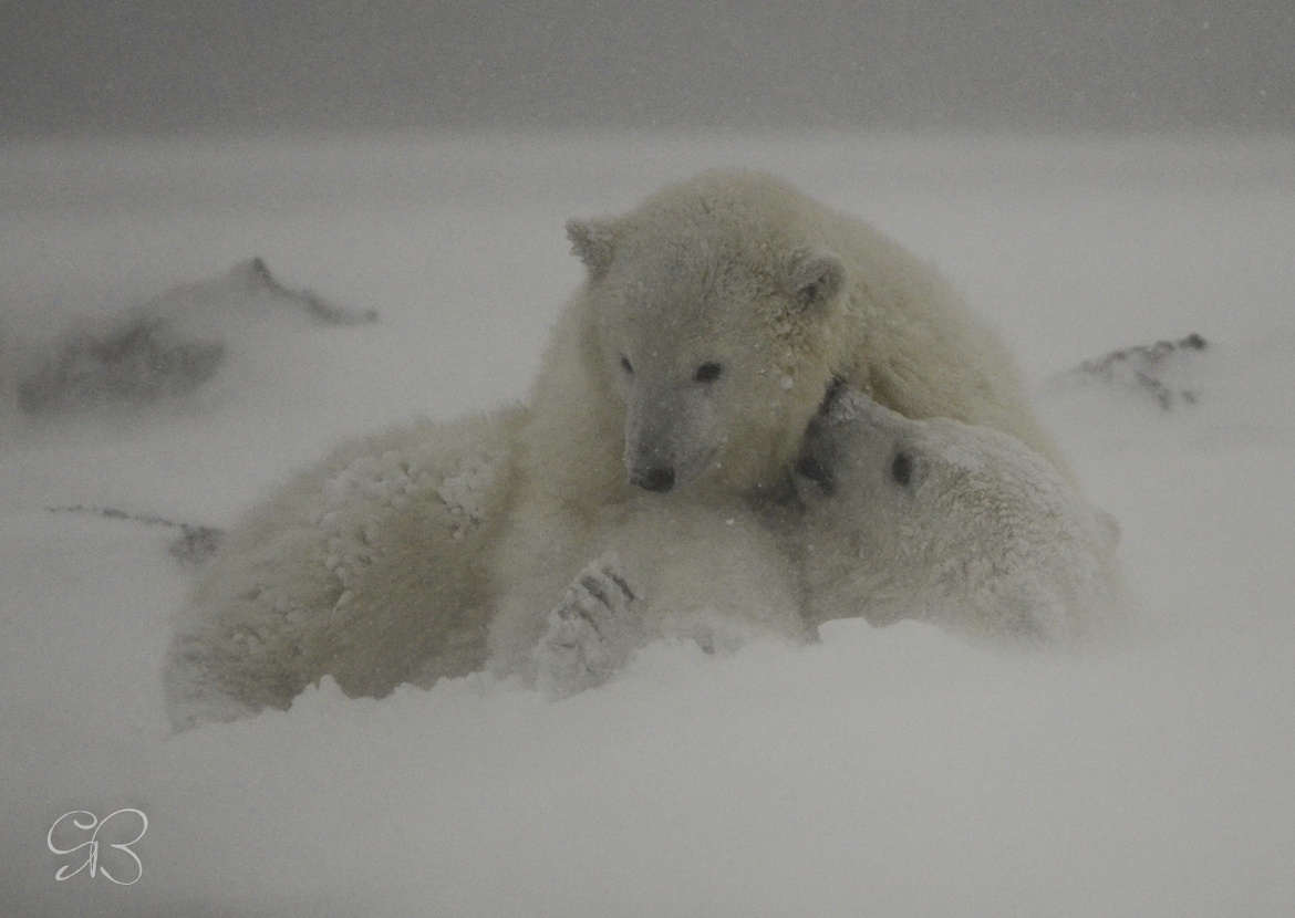 Polar Bear, Alaska, Barter Island, USA