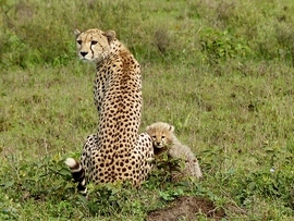 Grid cheetah and baby tanzania2 2014 770b  2  by elizabeth weaver