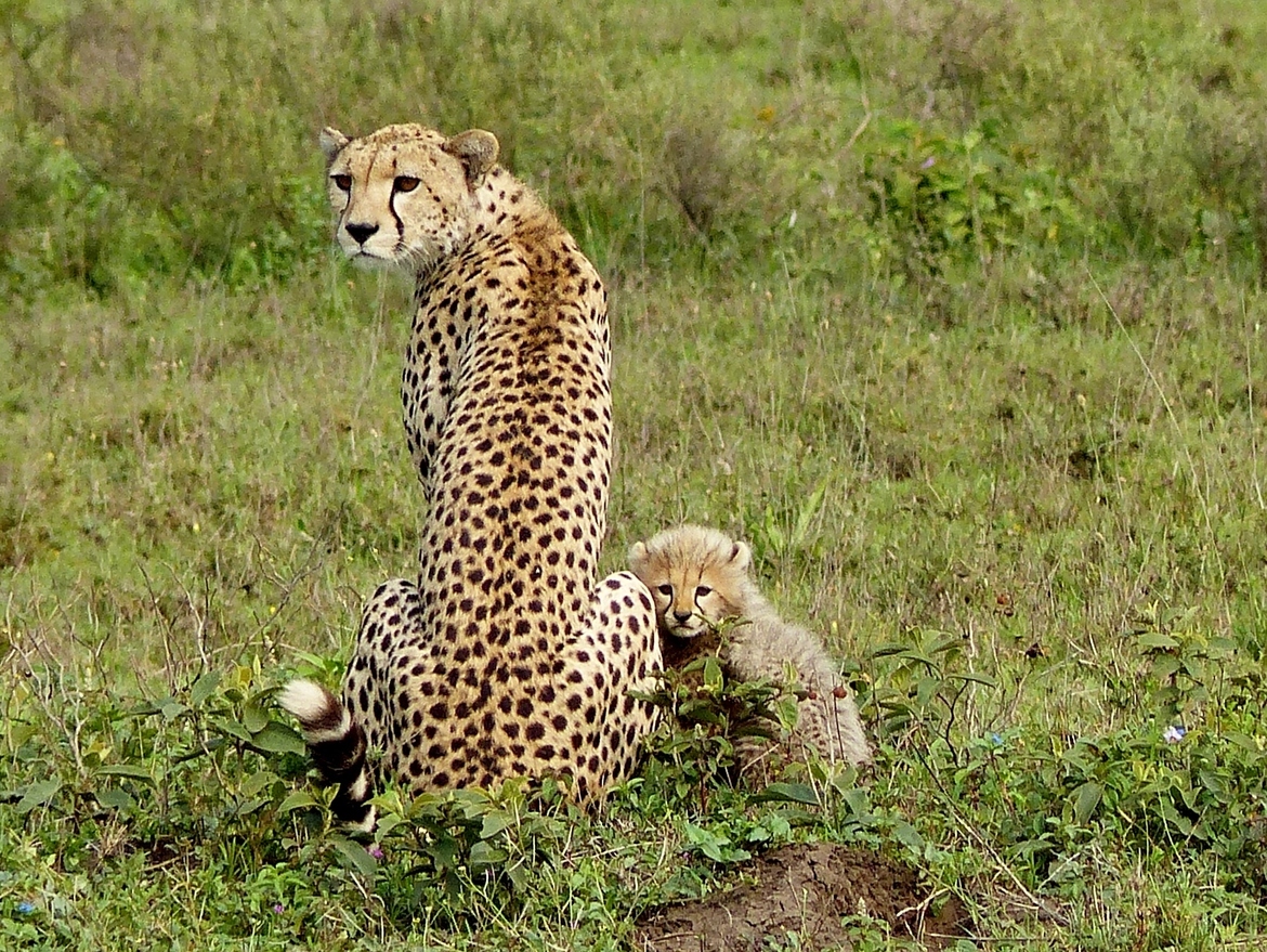 Cheetah, Serengeti National Park , Tanzania