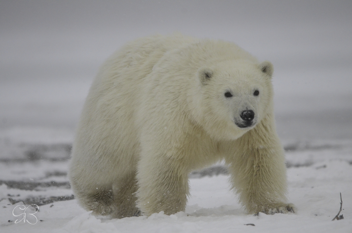 Polar Bear, Alaska, Barter Island, USA