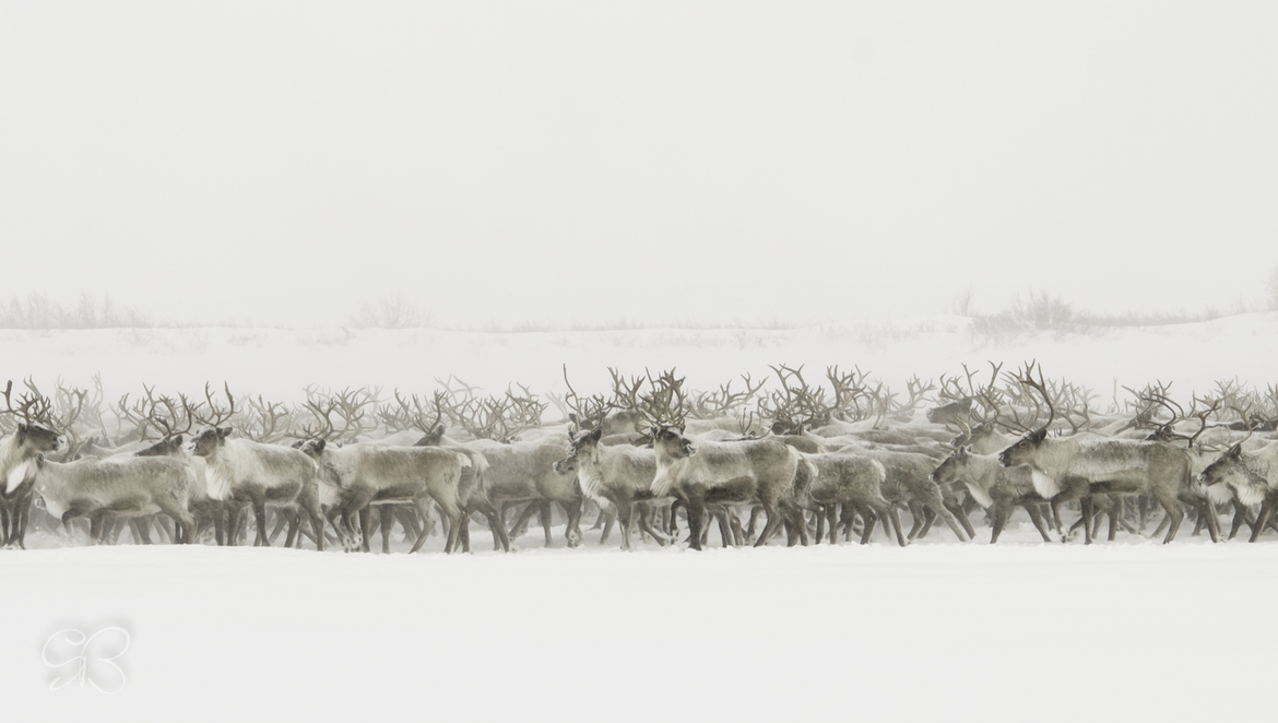 Caribou, NWT, Canada