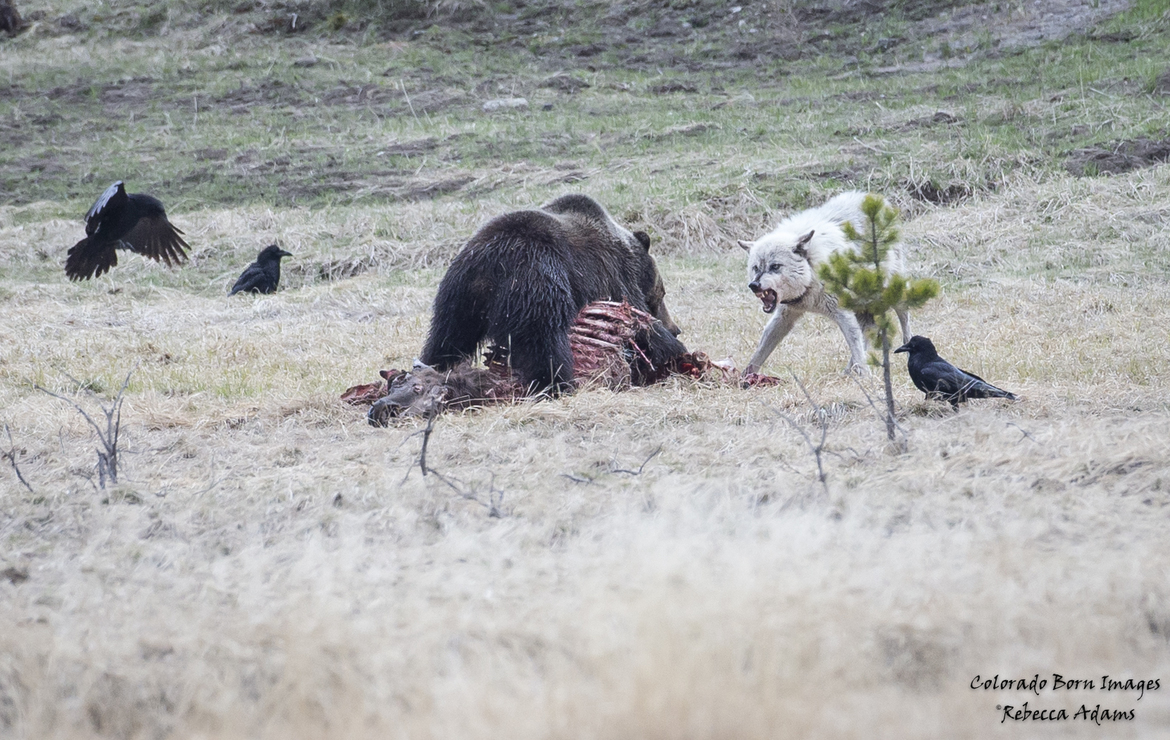 Grizzly bear/ Wolf, Yellowstone National Park, USA