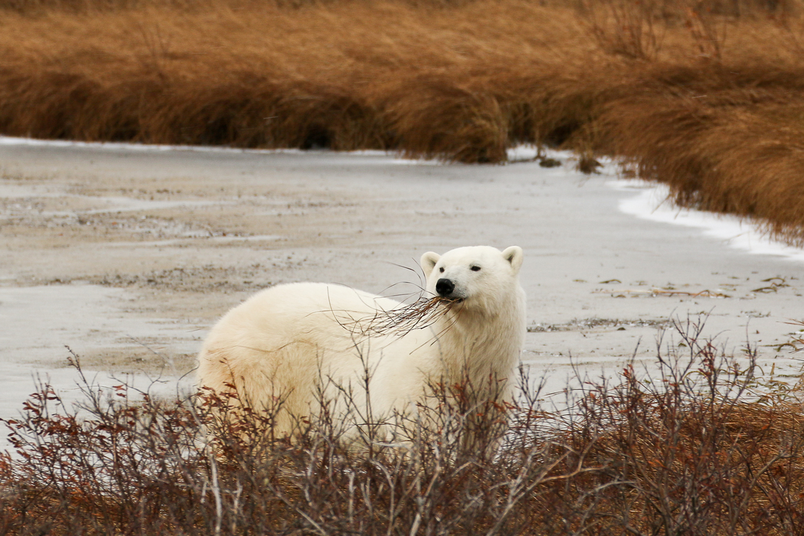 Polar Bear, Churchill - tundra, Canada