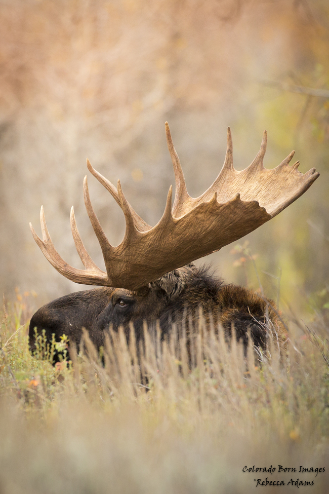 Moose, Grand Teton National Park, USA