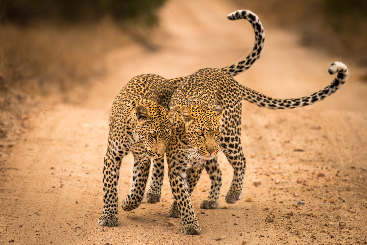 Leopard, Sabi Sands, South Africa
