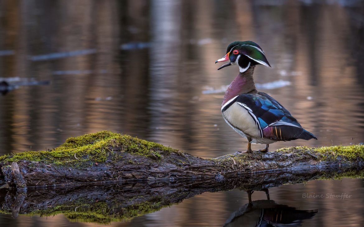 Wood Duck, New York, Delta Lake State Park, United States