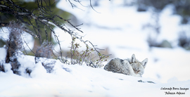 Grid 20150420 adams 2822