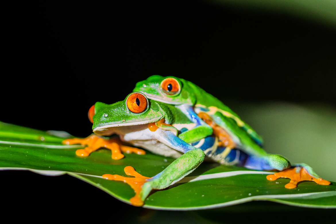 Red-Eyed Tree Frog, La Selva, Samara, Costa Rica