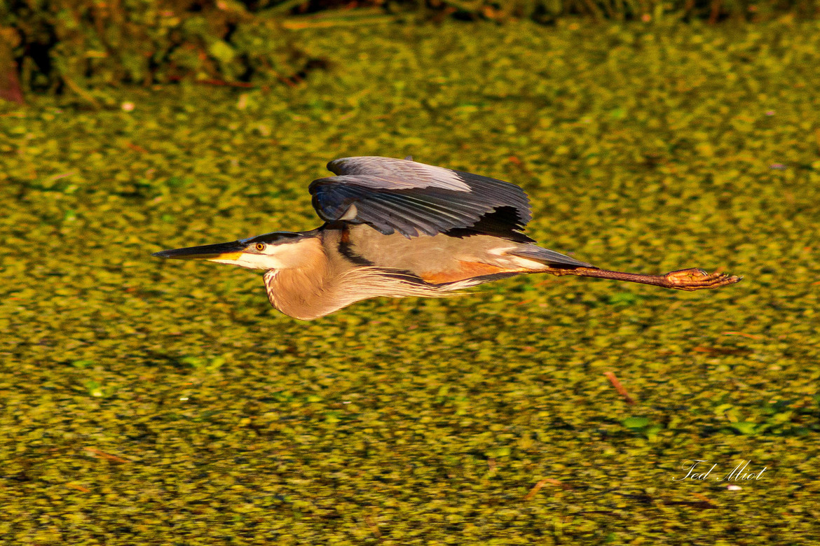 Great Blue Heron, Cross Lake, United States