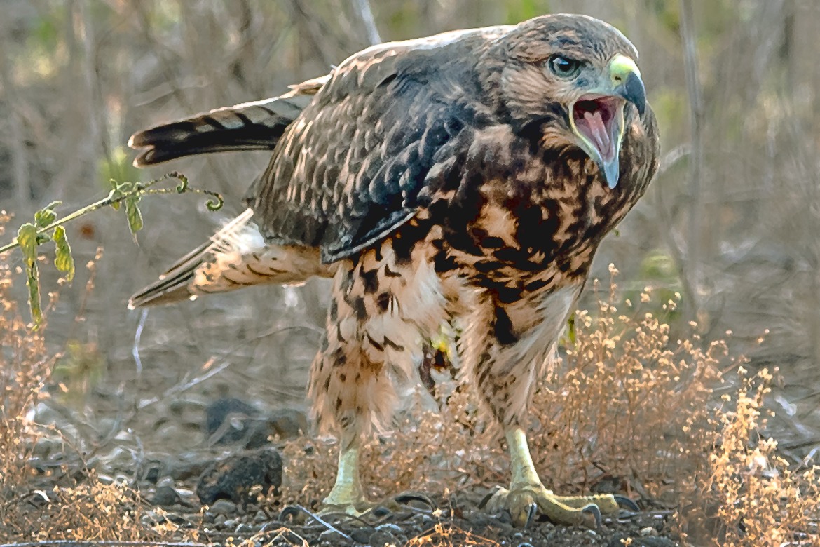 Hawk, Galapagos Island, Equador - Galapagos Island