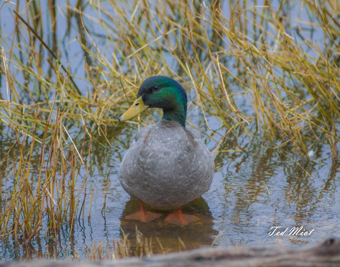 Mallard Drake Duck, Cross Lake, United States
