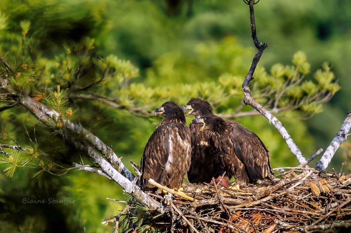 Eagles, Rome, New York, United States