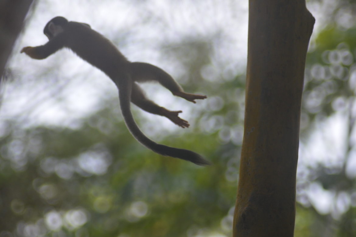 Squirrel Monkey, Napo River, Loreto, Peru, Peru