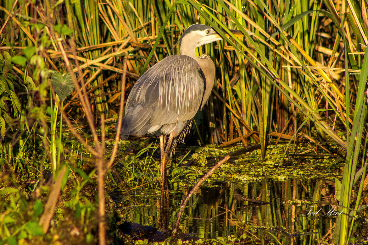 Great Blue Heron, Cross Lake, United States