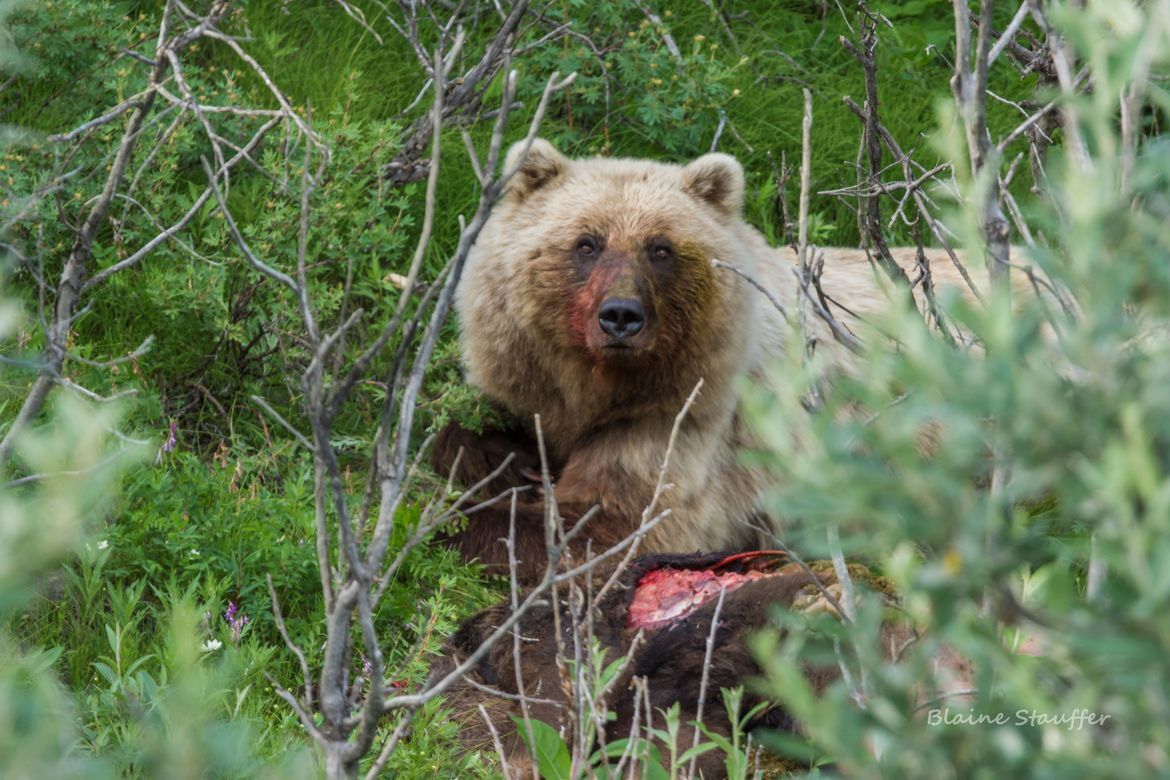 Grizzly Bear, Alaska, Denali National Park, United States