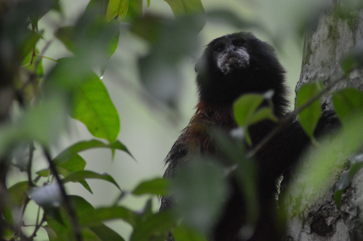 Saddleback Tamarin, Amazon River, Loreto, Peru, Peru