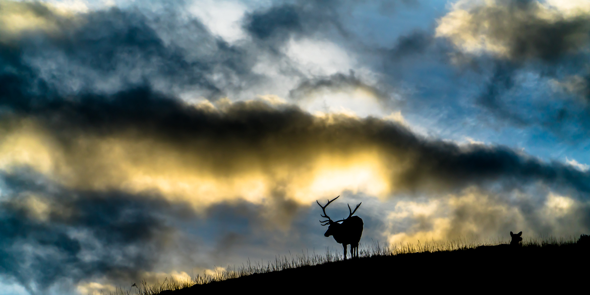 Elk, Yellowstone National Park, USA