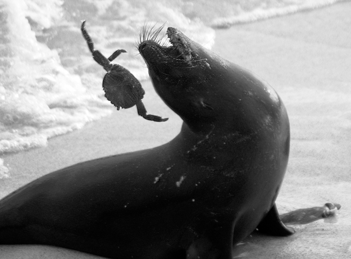 Galapagos Sea Lion, Sally Lightfoot Crab, Galapagos Islands, Ecuador