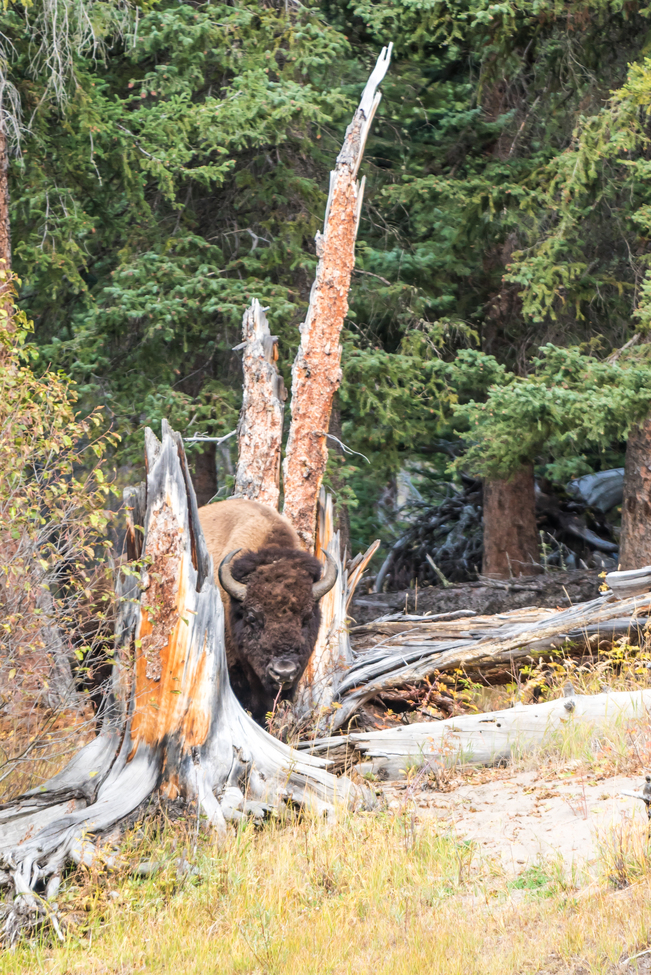 American Bison, Yellowstone National Park, United States