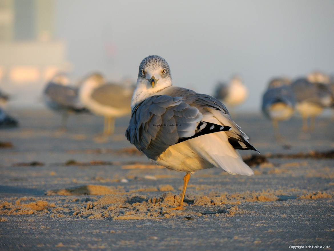Ring-billed Gull, Atlantic City beach at Brighton Avenue, United States