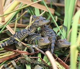 Grid gaggle of gators