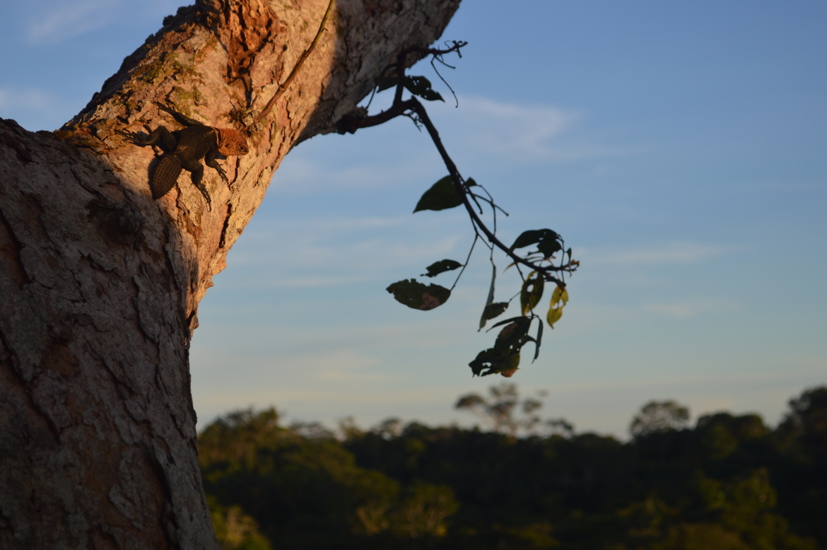 Amazon Thornytail Lizard, Napo River, Loreto, Peru, Peru